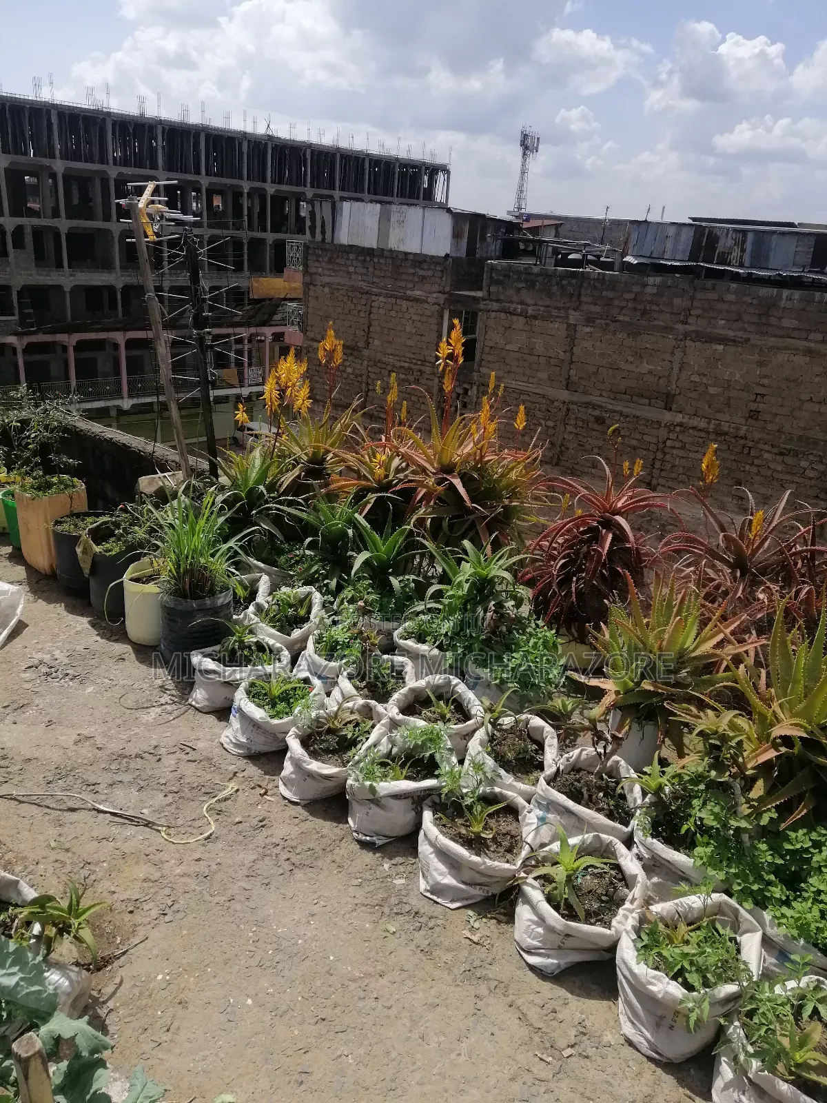 Aloe Vera Plants for Sale