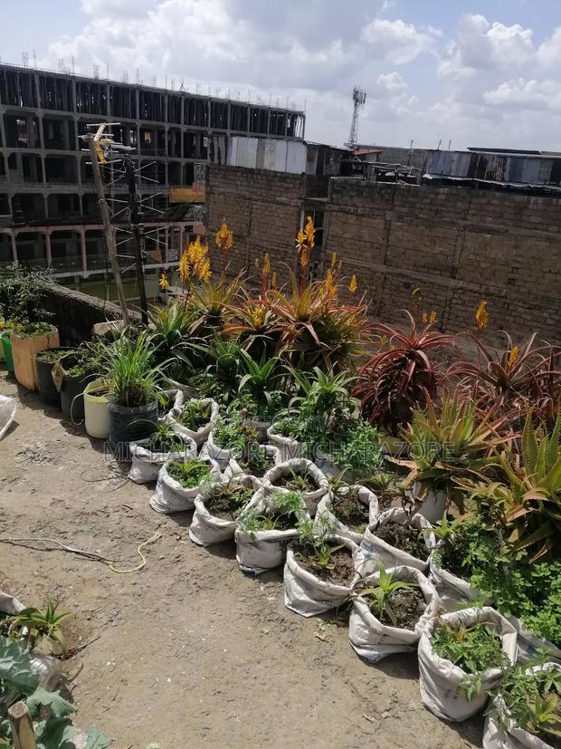 Aloe Vera Plants for Sale - thumbnail 9