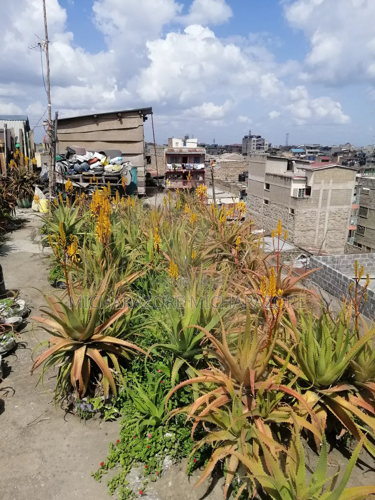 Aloe Vera Plants for Sale