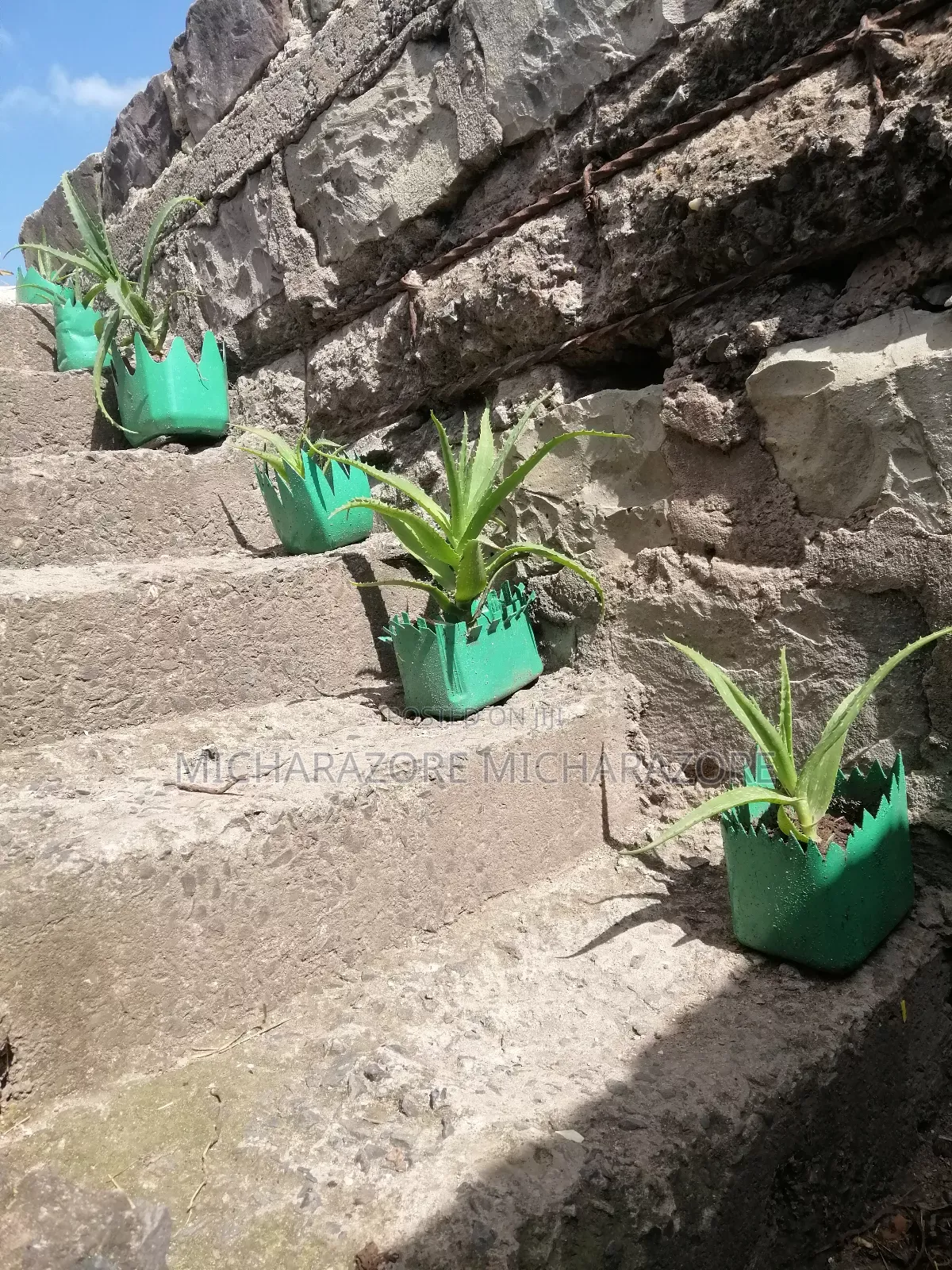 Aloe Vera Plants for Sale