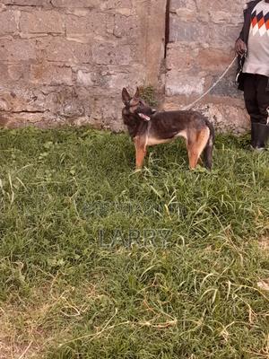 1-3 months Female Purebred Belgian Malinois - thumbnail 2