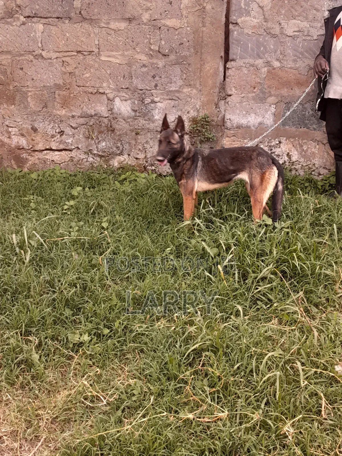 1-3 months Female Purebred Belgian Malinois