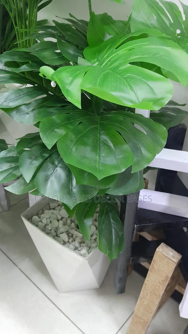 Monstera 80cm With Vase White
