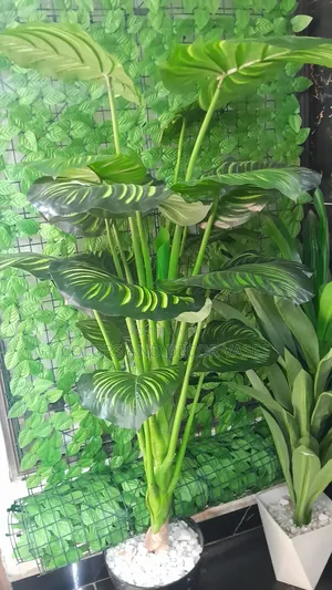 Stripped 1.6m in Vase Plastic