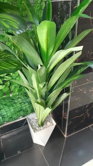 Spider 1.2m in Vase + Stones