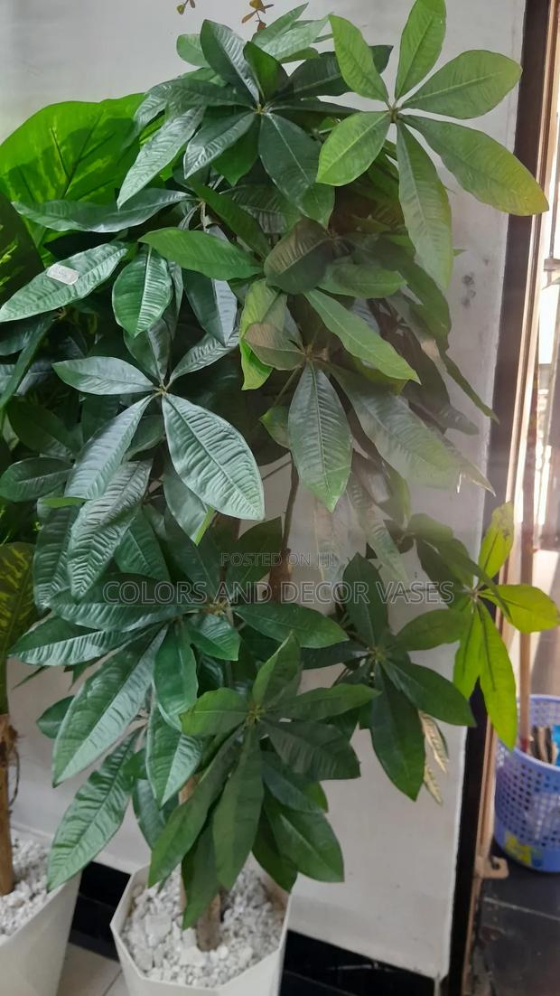 Mango 1.5m Plant in Vase/Stones