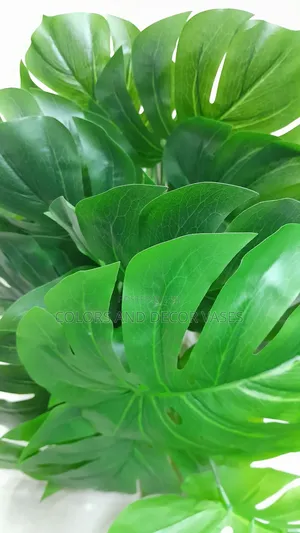 Monstera 70cm KSH 1000 Vase Separate