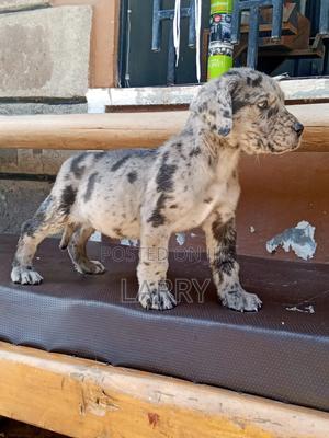 1-3 months Female Purebred Great Dane - thumbnail 2