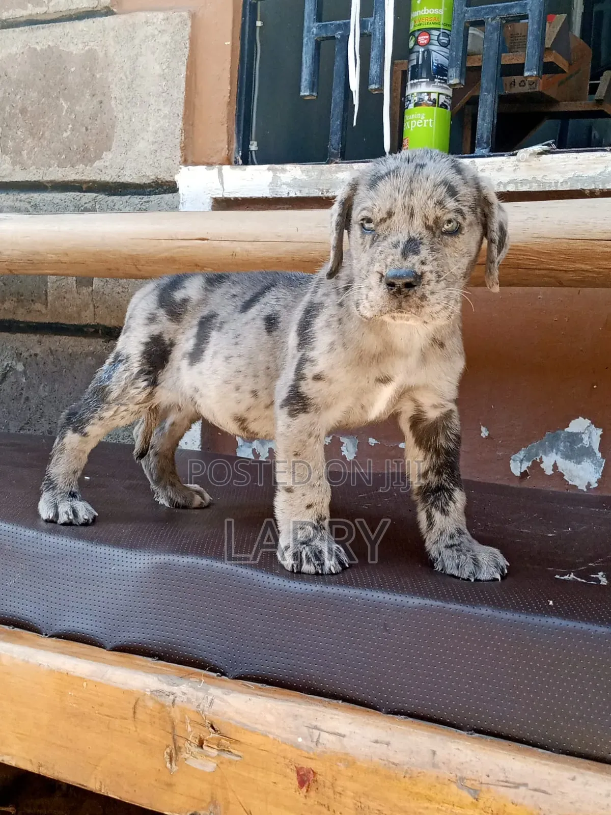 1-3 months Female Purebred Great Dane