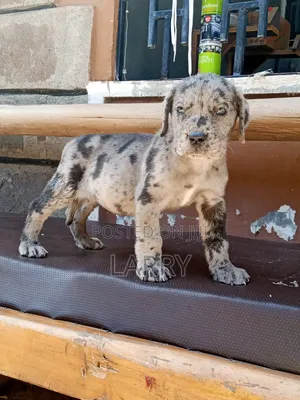 1-3 months Female Purebred Great Dane