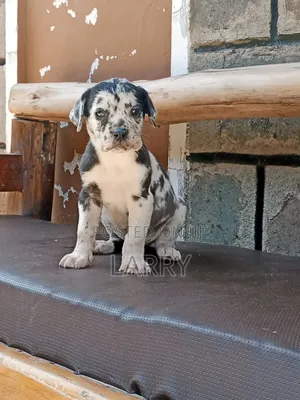 1-3 months Female Purebred Great Dane