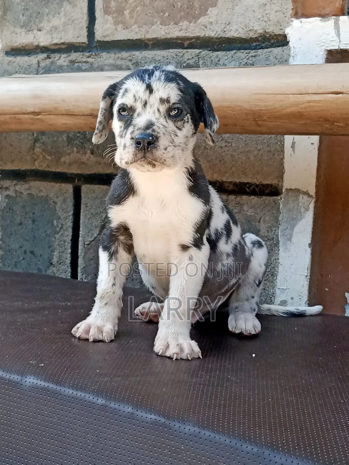 1-3 months Female Purebred Great Dane