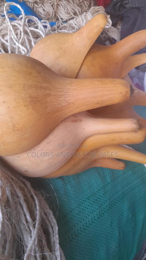 Calabashes Available in Plenty - thumbnail 2