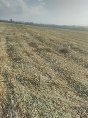 Hay for Sale Boma Rhodes