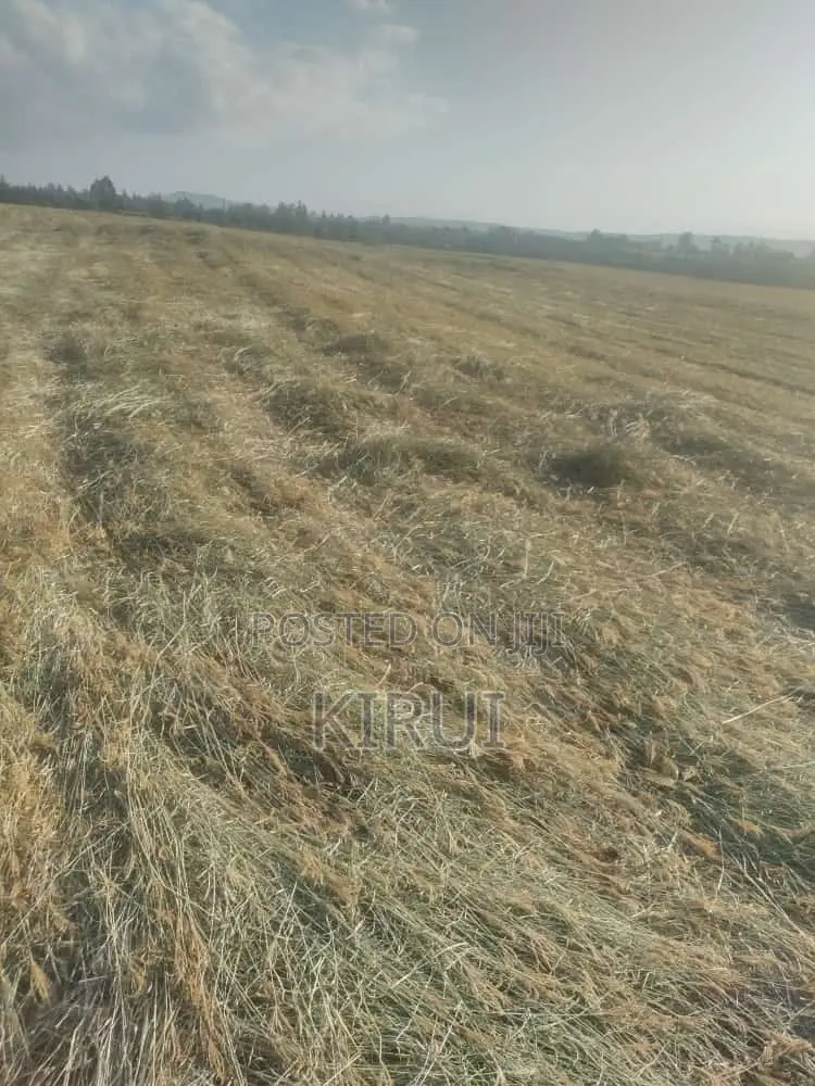 Hay for Sale Boma Rhodes