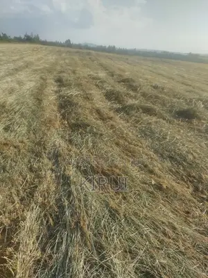 Hay for Sale Boma Rhodes
