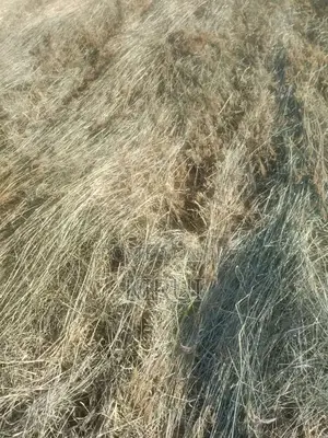 Hay for Sale Boma Rhodes