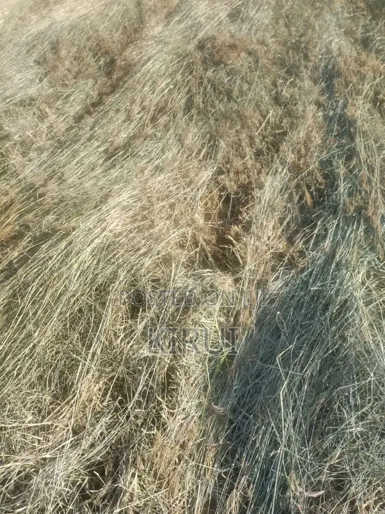 Hay for Sale Boma Rhodes
