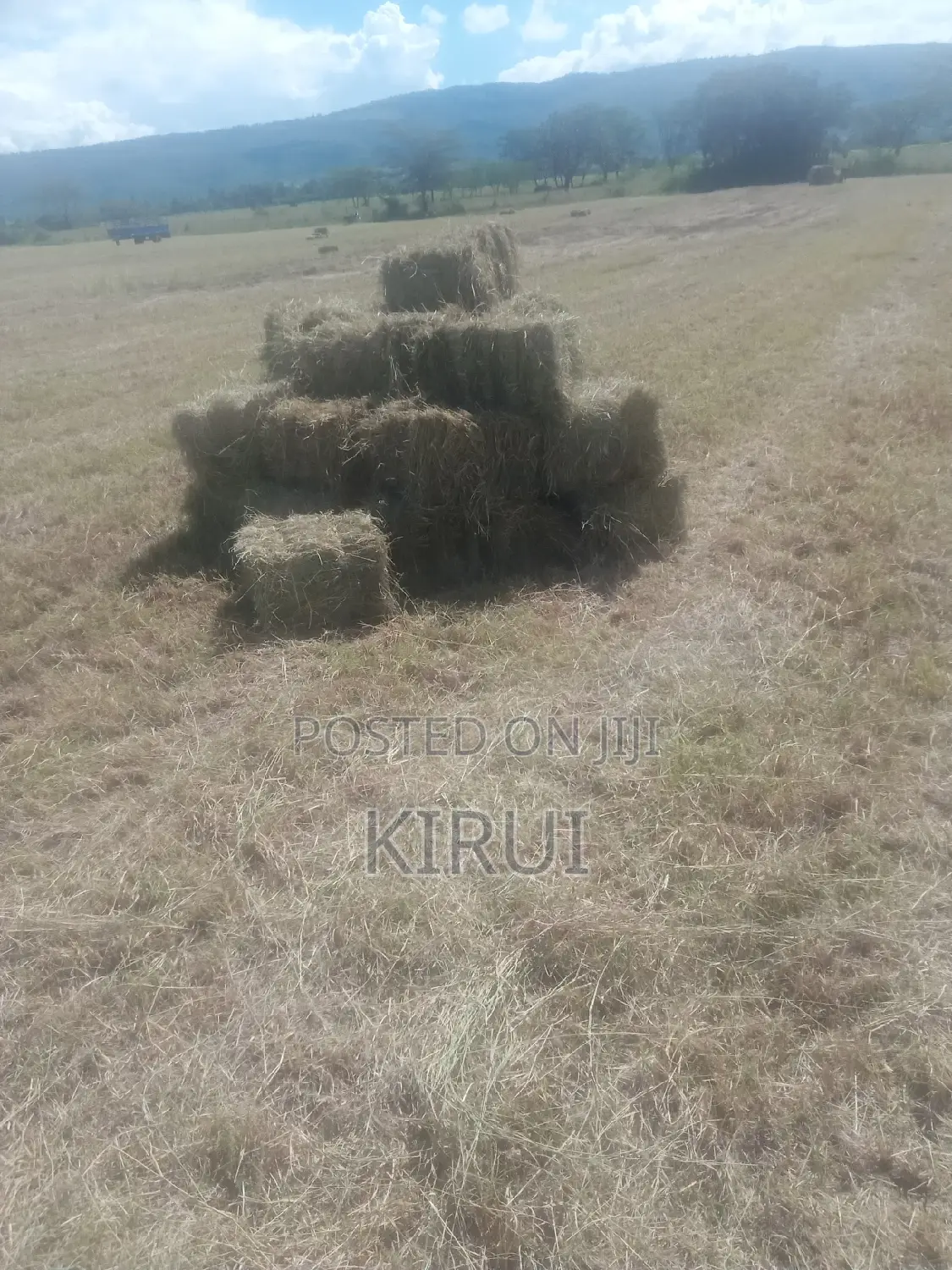 Hay for Sale Boma Rhodes