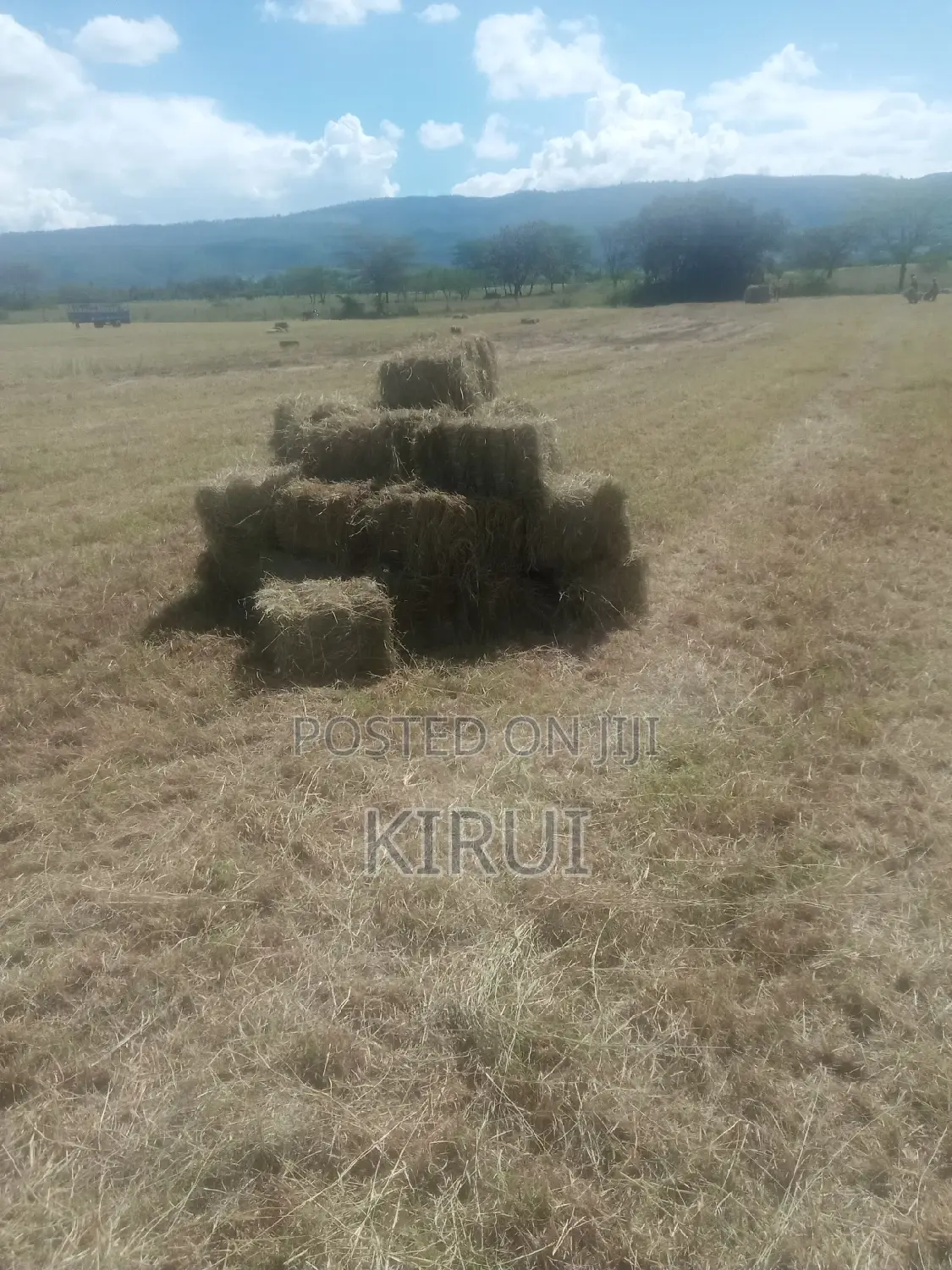 Hay for Sale Boma Rhodes