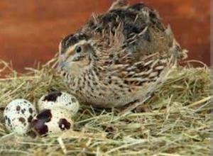 Quail for Sale - thumbnail 2