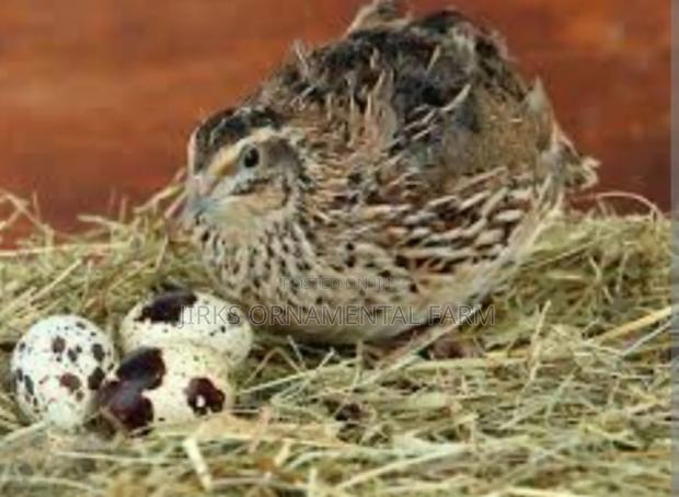 Quail for Sale - main view