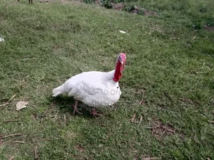 White Male Turkey Bird