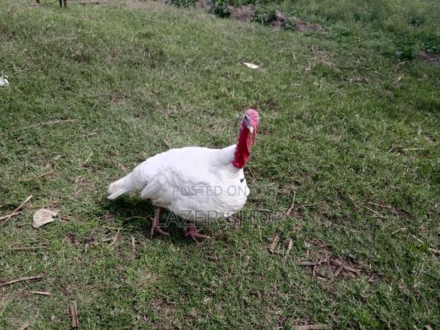 White Male Turkey Bird - main view