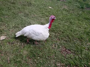 White Male Turkey Bird