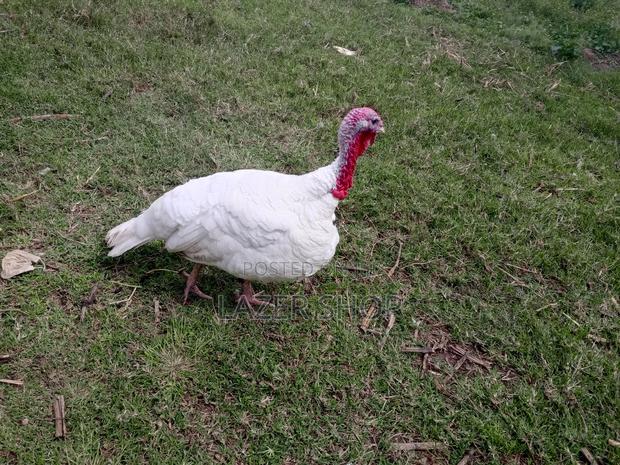 White Male Turkey Bird - thumbnail 2