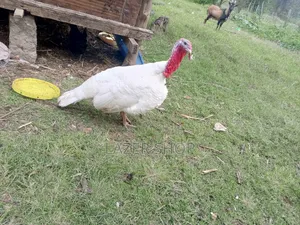 White Male Turkey Bird