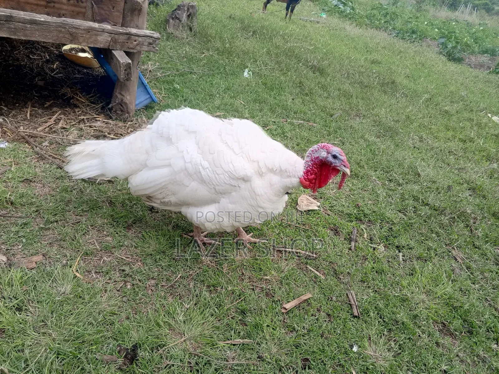 White Male Turkey Bird