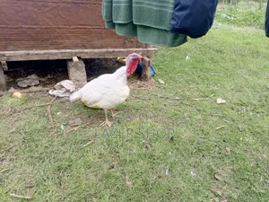 White Male Turkey Bird