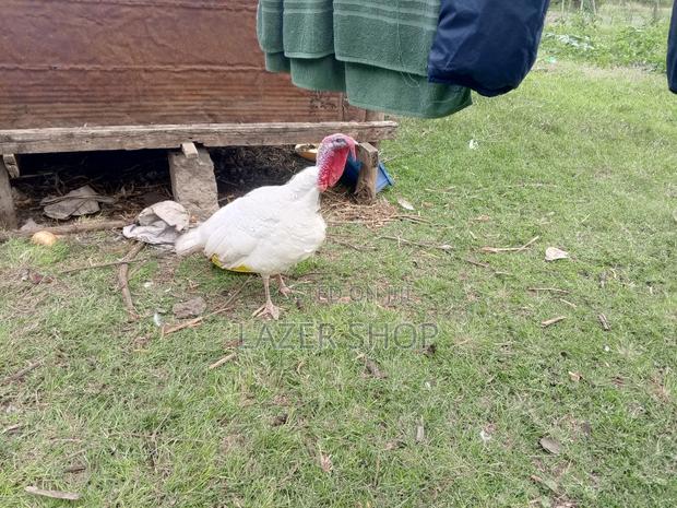 White Male Turkey Bird - thumbnail 5