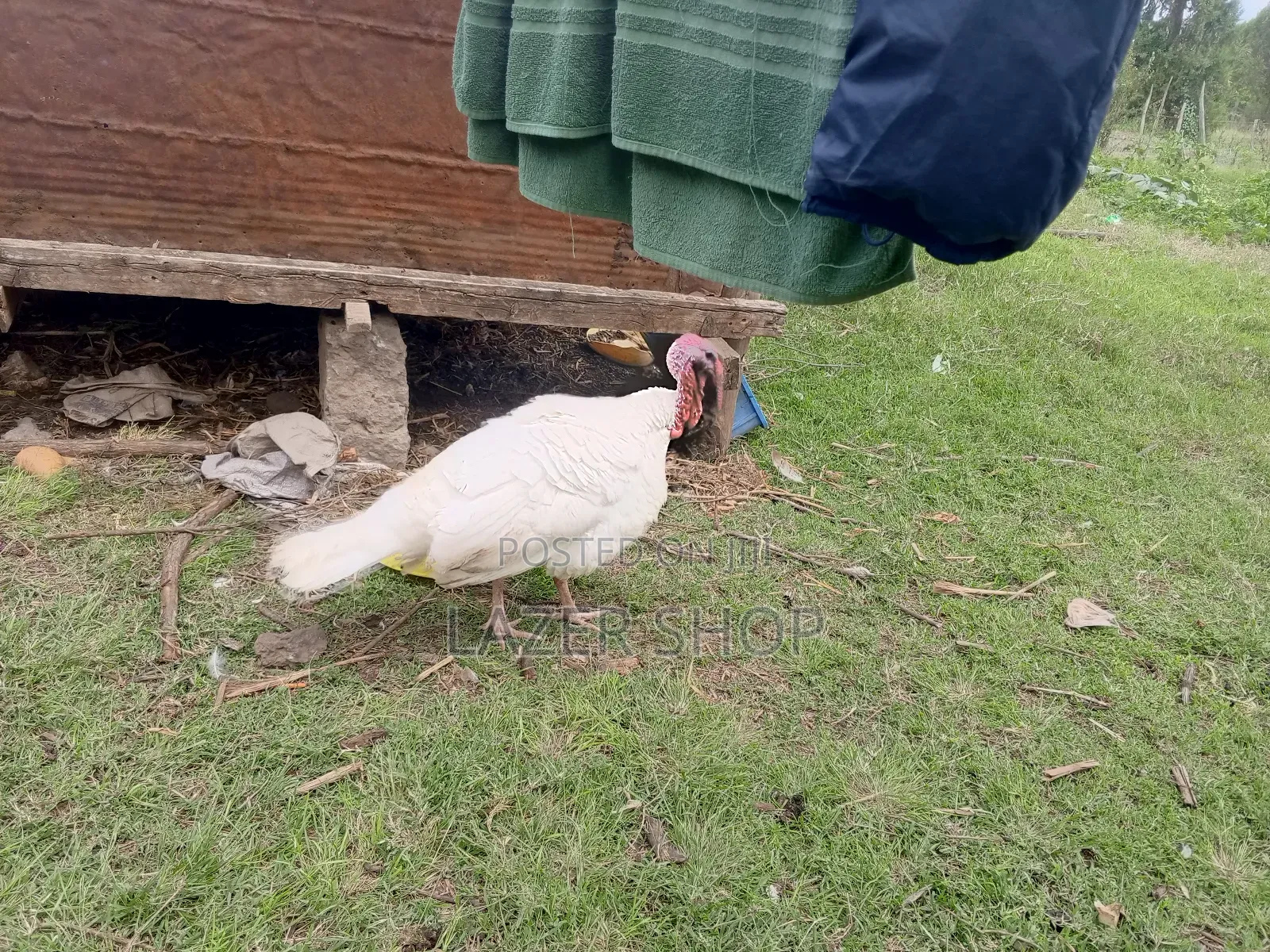 White Male Turkey Bird