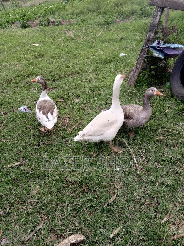 Giant Goose Bird( Pair) - thumbnail 2