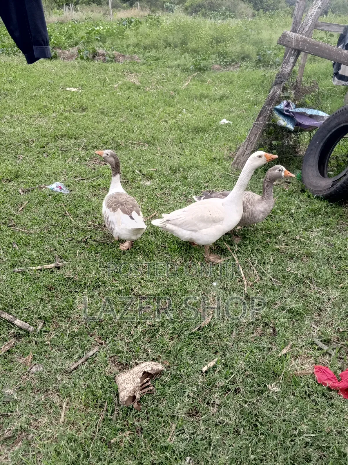 Giant Goose Bird( Pair)