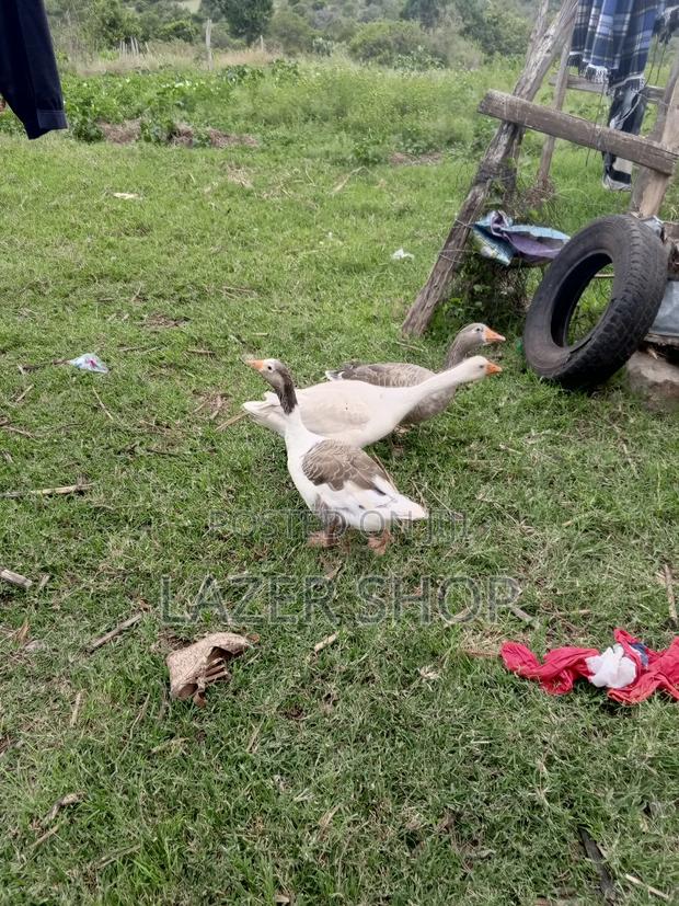 Giant Goose Bird( Pair) - thumbnail 4