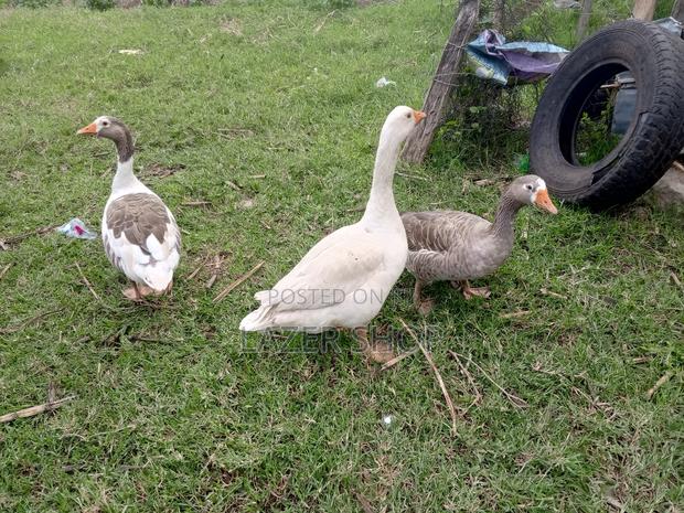 Giant Goose Bird( Pair) - main view