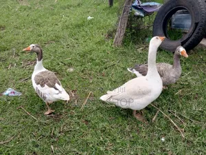 Giant Goose Bird( Pair)