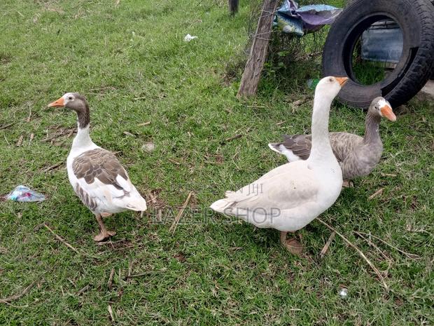 Giant Goose Bird( Pair) - thumbnail 5