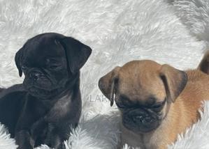 1-3 months Female Purebred Pug - thumbnail 2