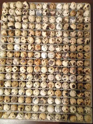 Fertilized Quail Eggs for Hatching or Consumption - Per Egg