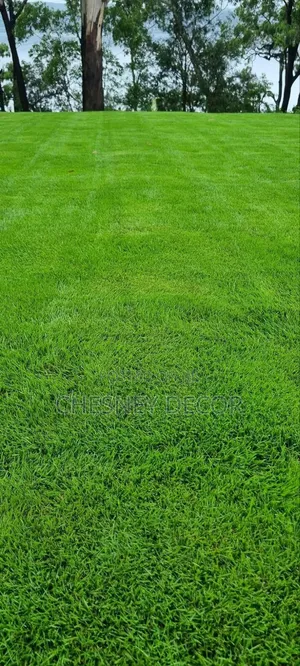 Non-Fading Turf