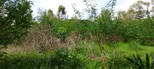 Residential Land in Thome