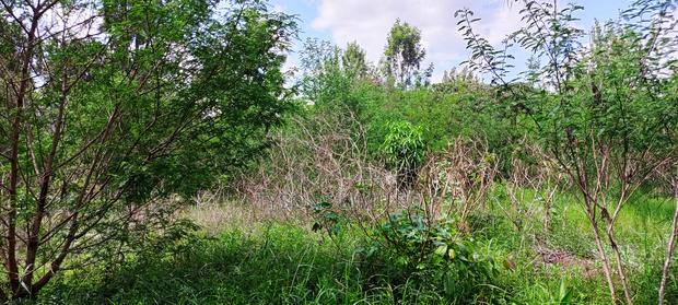 Residential Land in Thome - thumbnail 4
