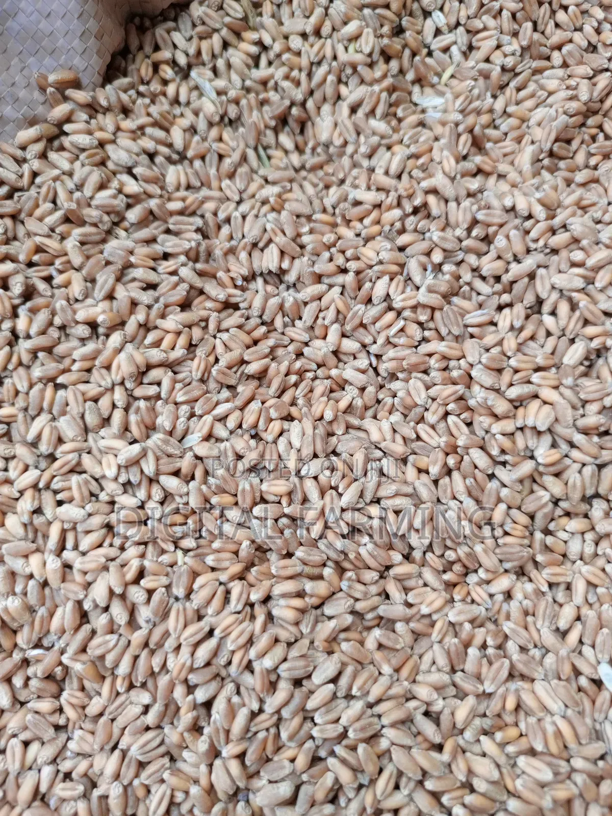 Good Quality Wheat