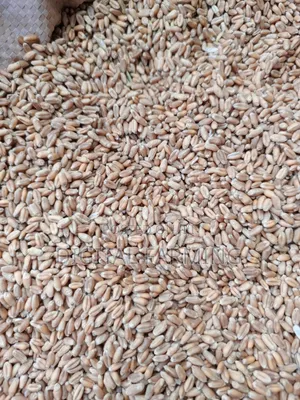 Good Quality Wheat