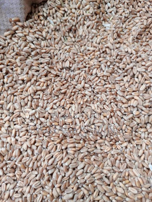 Good Quality Wheat - main view