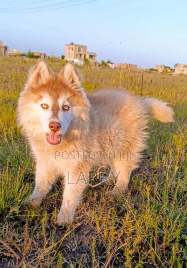1-3 months Male Purebred Siberian Husky